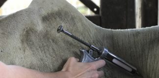 Segunda etapa da campanha de vacinação de febre aftosa começa em 1º de novembro