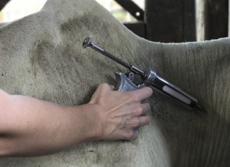 Espírito Santo é reconhecido nacionalmente como livre de febre aftosa sem vacinação