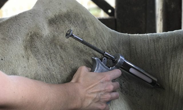 Etapa de vacinação contra febre aftosa é prorrogada no Espírito Santo