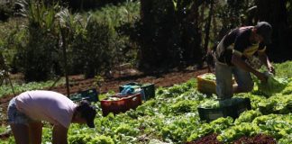 Governo envia à Assembleia projeto que institui a Política de Produção Agroecológica e Orgânica