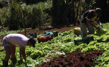 Governo envia à Assembleia projeto que institui a Política de Produção Agroecológica e Orgânica