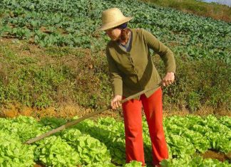 Participação de mulheres no agro cresce; 68% se mostram satisfeitas com o emprego