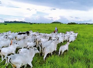 Valor da Produção Agropecuária é atualizado para R$ 1,142 trilhão este ano