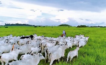 Valor da Produção Agropecuária é atualizado para R$ 1,142 trilhão este ano