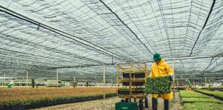 Fibria registra desempenho recorde na produção de mudas de eucalipto