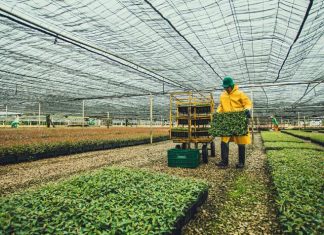 Fibria registra desempenho recorde na produção de mudas de eucalipto