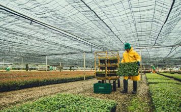 Fibria registra desempenho recorde na produção de mudas de eucalipto