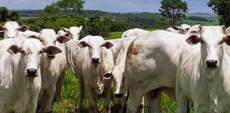 3º Congresso Brasileiro de Pecuária Bovina começa no dia 7 deste mês em Vila Velha
