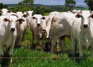 3º Congresso Brasileiro de Pecuária Bovina começa no dia 7 deste mês em Vila Velha