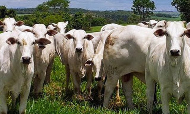 3º Congresso Brasileiro de Pecuária Bovina começa no dia 7 deste mês em Vila Velha