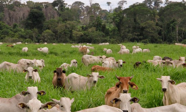 Oferta curta e alta no preço da arroba do boi gordo