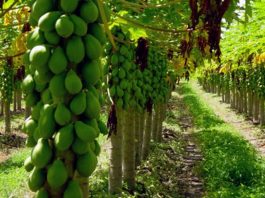 Mamão havaí atinge cotação mínima no trimestre no Espírito Santo