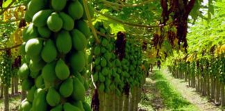 Últimas semanas para inscrição de trabalhos no simpósio Papaya Brasil 2024