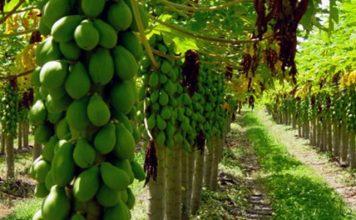 Com baixo volume, preços do mamão devem permanecer acima dos custos em abril