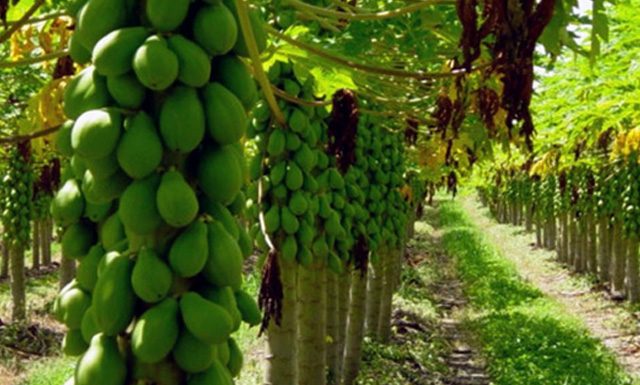 Frente fria e fim de mês esfriam comércio de mamão