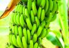 Projeto para restrição da importação de banana é aprovado na Comissão de Agricultura