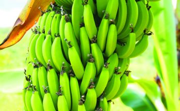 Projeto para restrição da importação de banana é aprovado na Comissão de Agricultura