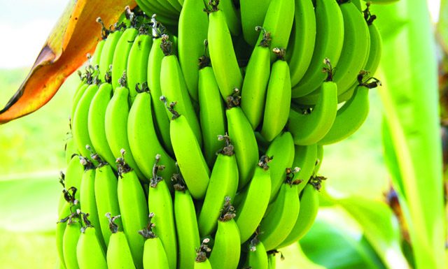 Projeto para restrição da importação de banana é aprovado na Comissão de Agricultura
