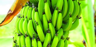 Idaf abre consulta pública para tratar de doenças da banana