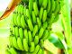 Idaf abre consulta pública para tratar de doenças da banana