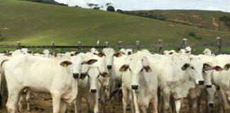 Produtores podem comprovar vacinação contra febre aftosa até a próxima quinta-feira (20)