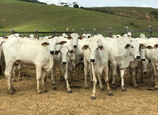 Produtores podem comprovar vacinação contra febre aftosa até a próxima quinta-feira (20)