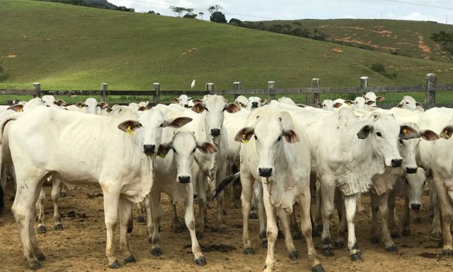 Produtores podem comprovar vacinação contra febre aftosa até a próxima quinta-feira (20)
