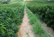 Assistência técnica da Cooabriel atende quase 4 mil produtores rurais em 2018