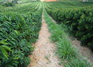 Umidade do solo aumenta nas áreas cafeeiras do ES