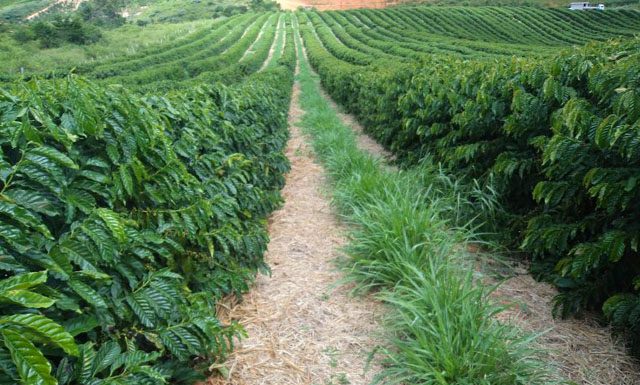 Umidade do solo aumenta nas áreas cafeeiras do ES