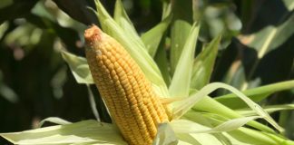 Milho Imperador: a primeira variedade para produção orgânica do Espírito Santo