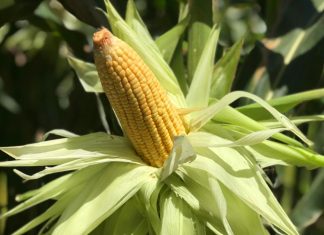 Milho Imperador: a primeira variedade para produção orgânica do Espírito Santo