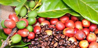 Produção do café em 2018 é recorde e supera 61 milhões de sacas