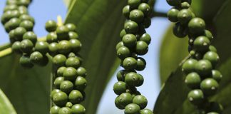 Produção integrada de pimenta-do-reino em debate