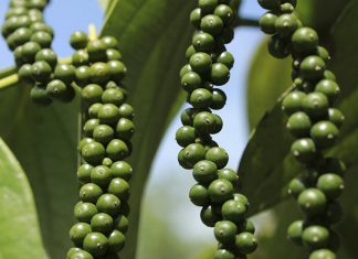 Pesquisa identifica pimenteira-do-reino livre de vírus