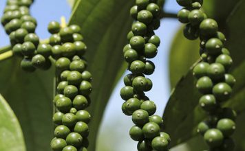 Série de vídeos aborda as boas práticas para a produção da pimenta-do-reino