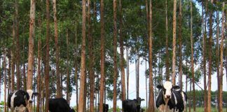 Caravana ILPF está chegando ao Espírito Santo e Bahia. Participe e saiba como aumentar a produtividade de maneira sustentável no campo