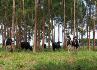 Agro+Floresta: encontro inédito de produtores, estudantes e autoridades