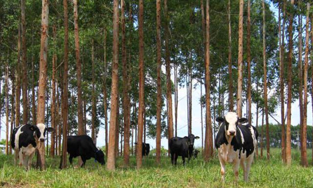 Agro+Floresta: encontro inédito de produtores, estudantes e autoridades