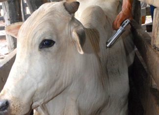 Campanha de vacinação contra febre aftosa é prorrogada no ES