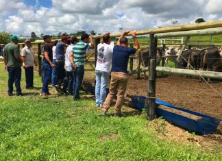 Feira de Touros em Barra de São Francisco é destaque nacional