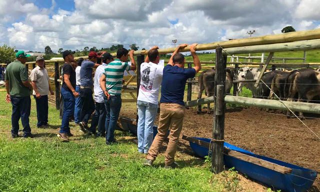 Feira de Touros em Barra de São Francisco é destaque nacional
