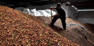 Exportação de café no 1º tri de 2019/2020 cedeu 5,8%, para 29,01 milhões de sacas
