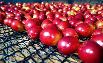 Observatório do Café visa à sustentabilidade da cafeicultura