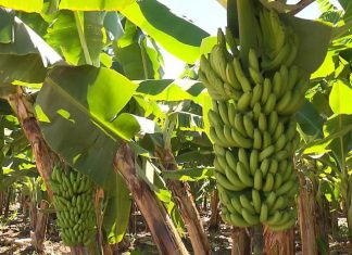 Banana: Perspectiva 2019