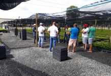 Cooabriel inicia entrega de mudas clonais de café conilon no viveiro de Itabela (BA)