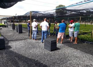 Cooabriel inicia entrega de mudas clonais de café conilon no viveiro de Itabela (BA)