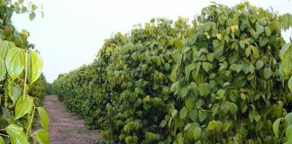 Convocação Assembleia Geral COOPBAC neste sábado, 26/01