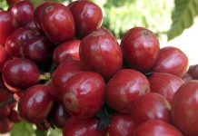 CNA entrega demandas do café para ministra da Agricultura