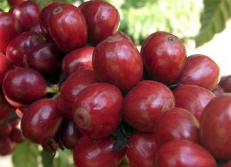 CNA entrega demandas do café para ministra da Agricultura